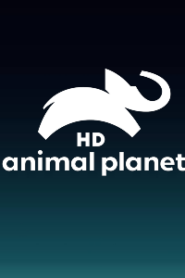 Animal Planet HD English